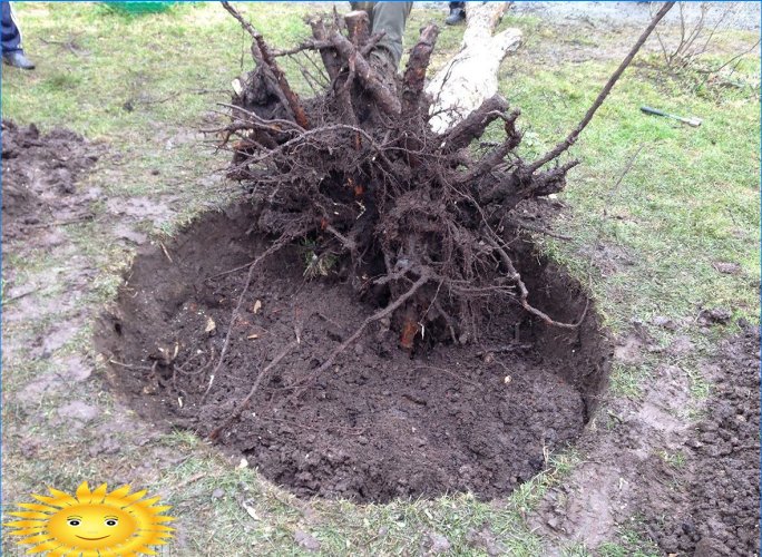 Comment déraciner une souche d arbre dans une zone