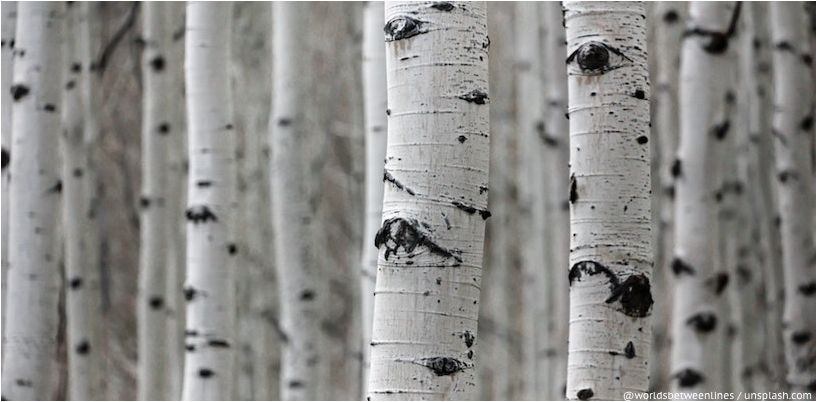 Birch Grove