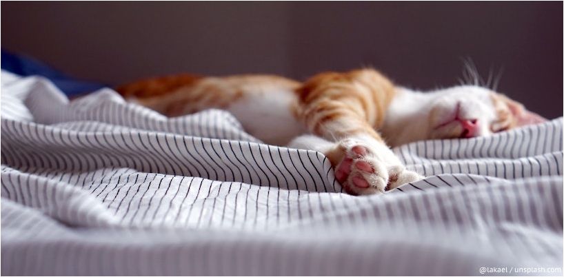 chat dort dans son lit