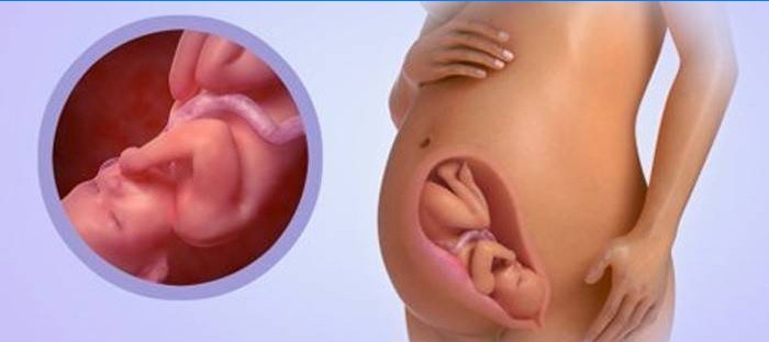 Bébé dans l'estomac