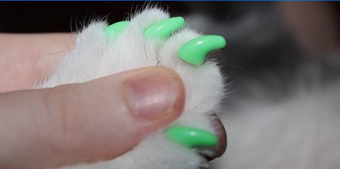 Chapeaux de griffe de chat