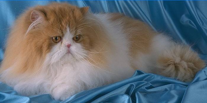 chat persan