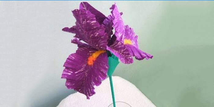 Iris décoratifs