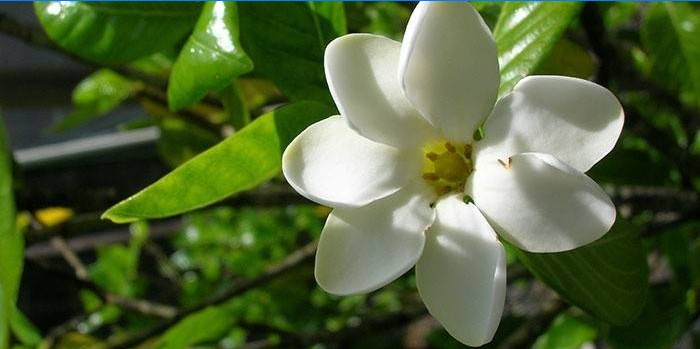 Gardénia en fleurs