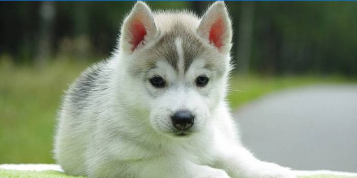 Chiot Husky