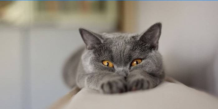 Chat bleu gris