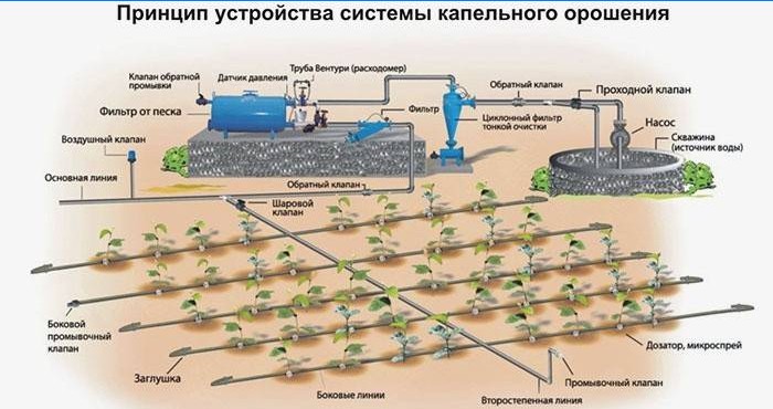 Fonctionnement du système d'irrigation goutte à goutte