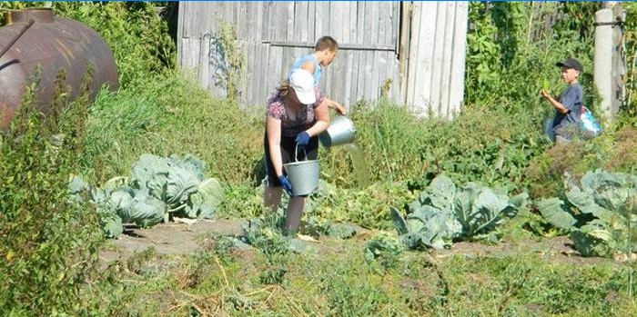 Les résidents d'été arrosent le chou