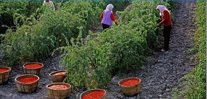 Processus de cueillette des baies de Goji au Tibet