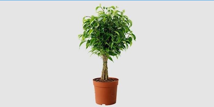 Benjamin Ficus fait maison