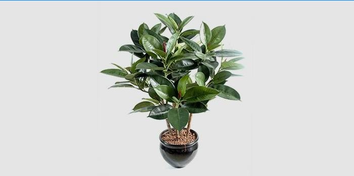 Ficus caoutchouteux