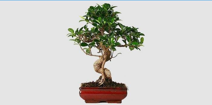 Ficus Bonsai d'intérieur