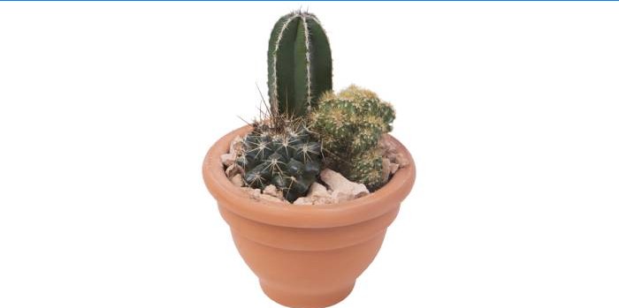 Cactus