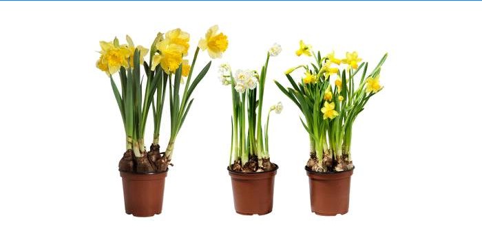 Jonquilles en pots
