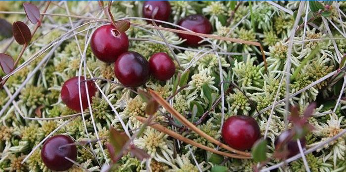 Canneberges - une plante du genre bruyère