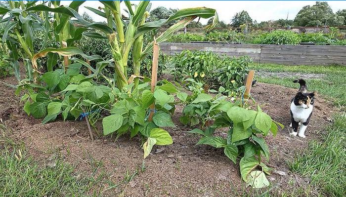Jardin paresseux à la campagne