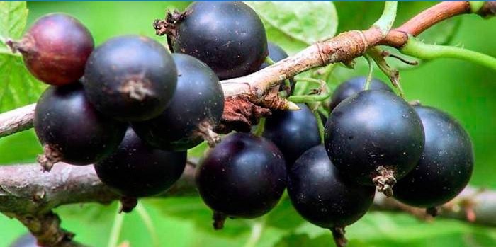 Baies de cassis pour confiture