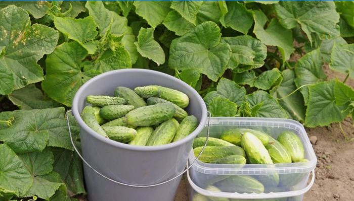 Variété parthénocarpique de concombres