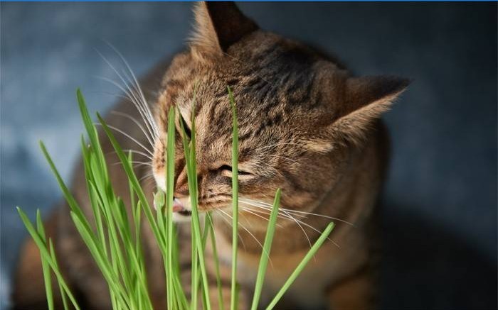 Le chat mange de l'herbe