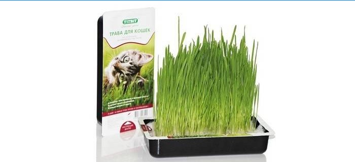 Herbe de chat