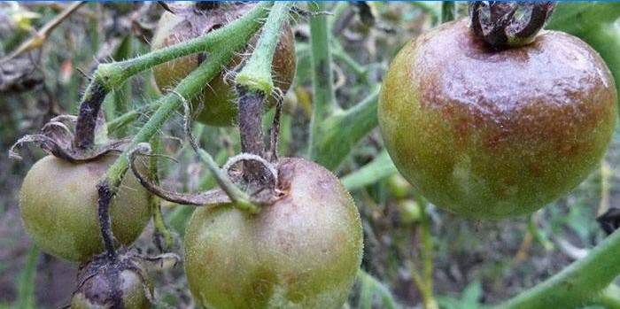 Phytophthora sur tomates