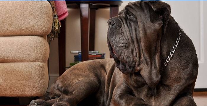 Le chien gronde dans l'estomac