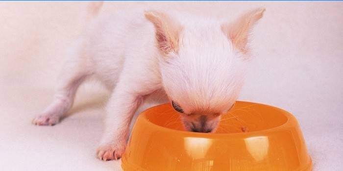 Chien mange