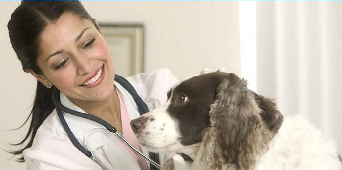 Vétérinaire sur le point de traiter le chien qui gronde chez le chien