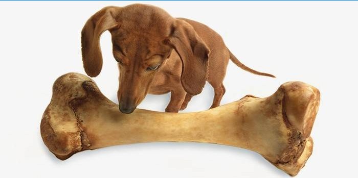 Le chien gronde dans l'estomac en raison d'une suralimentation