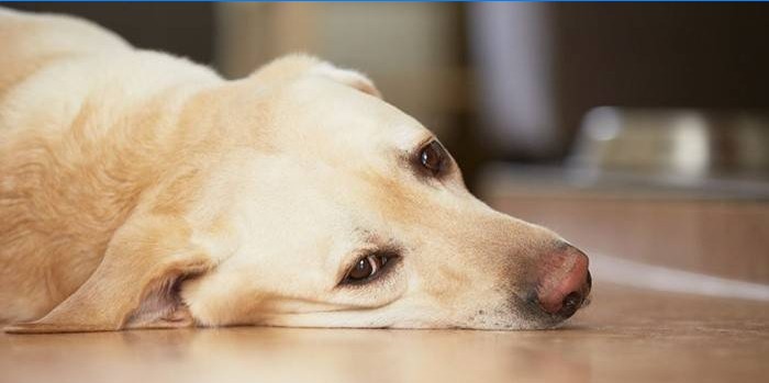 Le chien a un fort grondement d'estomac après un empoisonnement