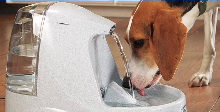 Prévention du grondement des chiens