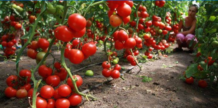 Comment faire pousser des tomates en serre