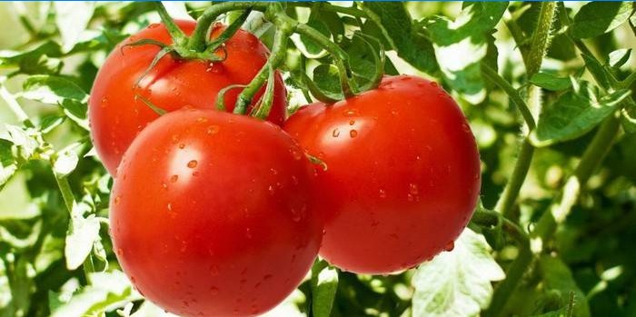 Caractéristiques de la culture des tomates