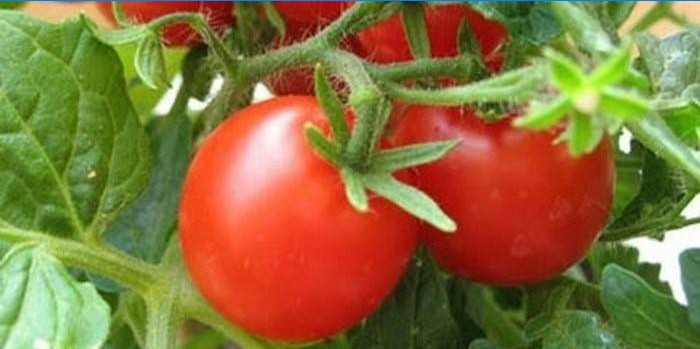 Mode d'arrosage des tomates