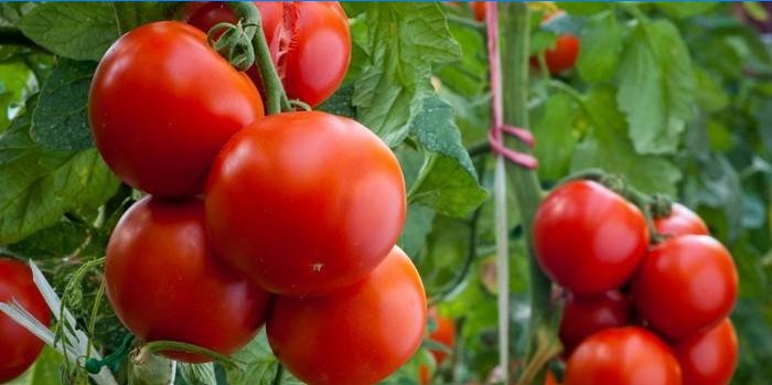 Comment effectuer la formation de tomates