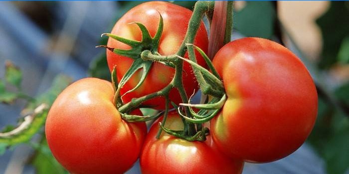 Caractéristiques du soin des tomates