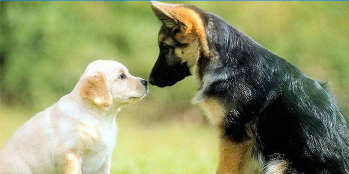 Chiots de différentes races nez à nez