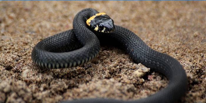 Serpent noir
