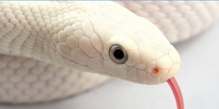 serpent blanc