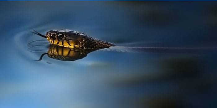 Serpent dans l'eau