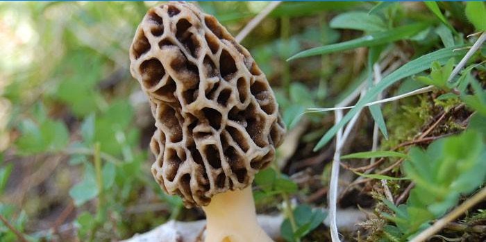 Champignons marsupiaux dans la forêt