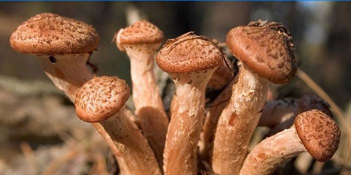 Est-ce qu'il faut cuire les champignons ?