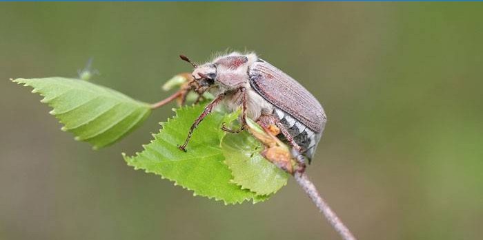 Maybug sur une plante