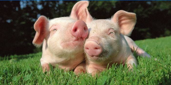 Deux petits cochons sur l'herbe