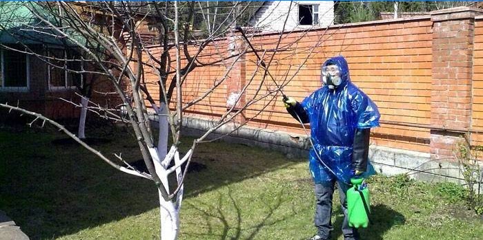 Un homme arrose les arbres avec du vitriol bleu
