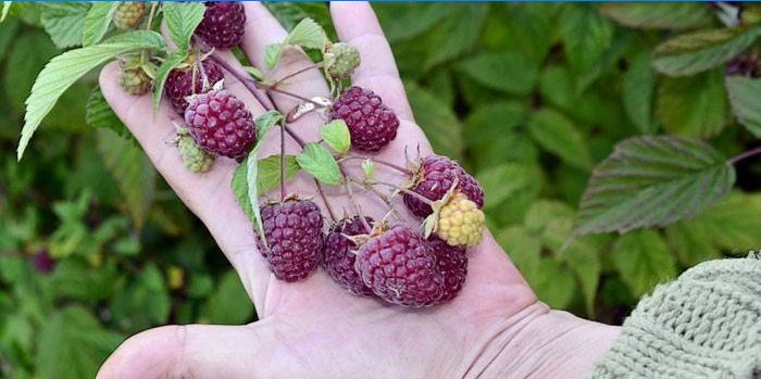 Baies d'une framboise remontante dans un palmier