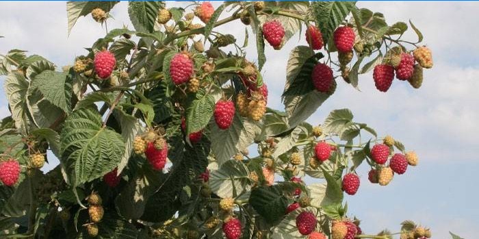 Framboise remontante fructifère