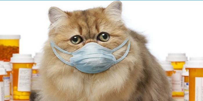 Chat masqué