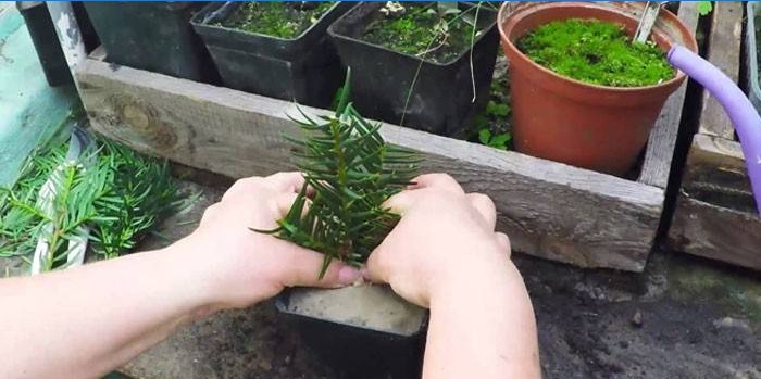 Planter des boutures d'if dans un pot