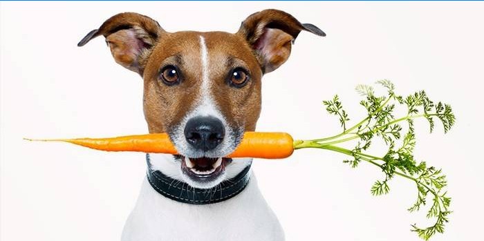 Chien avec des carottes dans la bouche